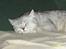 British Shorthair Silver