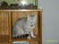 British Shorthair Silver