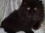 Perser Buffy - Killinge Buffy