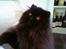 Perser Buffy