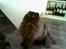 Perser Buffy