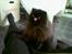 Perser Buffy