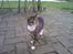 Huskat Boogie