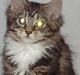 Maine Coon Becca