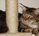 Maine Coon  Moviecoons Aragon