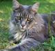 Maine Coon Bufas