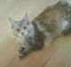 Maine Coon Silke