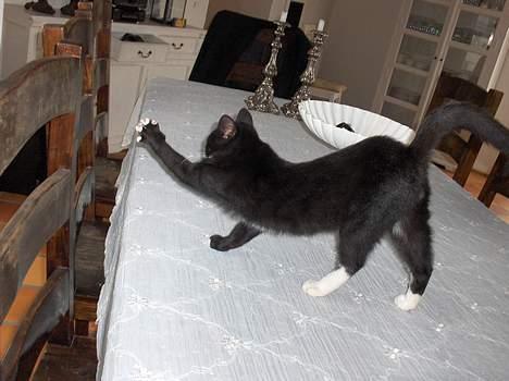 Blanding af racer Kaj - dejlige Kaj billede 1