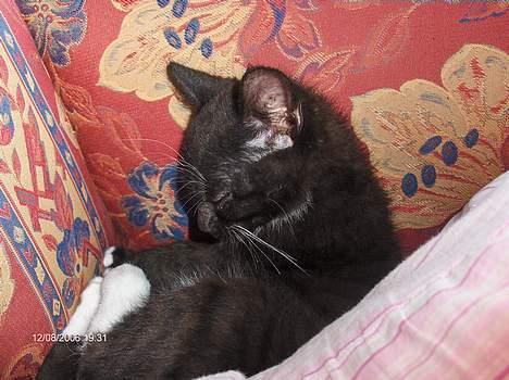 Blanding af racer Kaj - LAd mig være i fred jeg vil altså sove nu,,,, få det kammera væk jeg sover.. billede 2