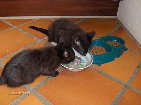 Blanding af racer Kaj billede 3