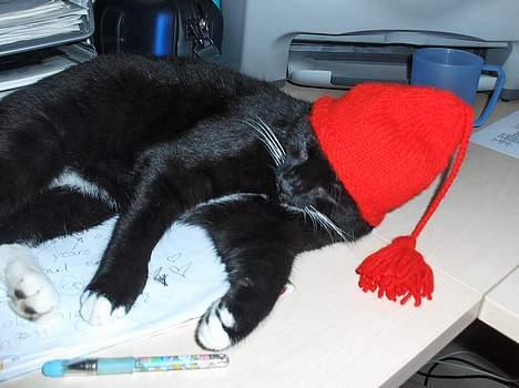 Blanding af racer Kaj billede 4