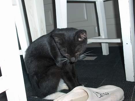 Blanding af racer Kaj billede 5