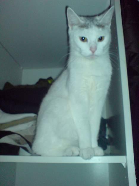 Huskat Benjamina billede 17