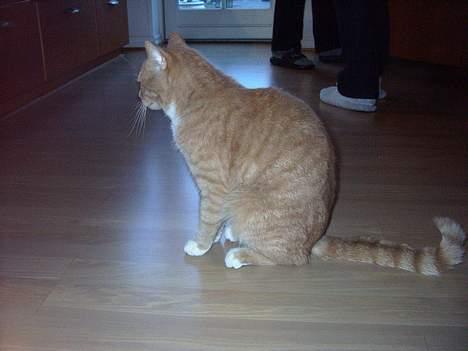 Blanding af racer Gizmo billede 2