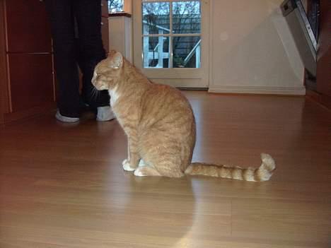 Blanding af racer Gizmo billede 3