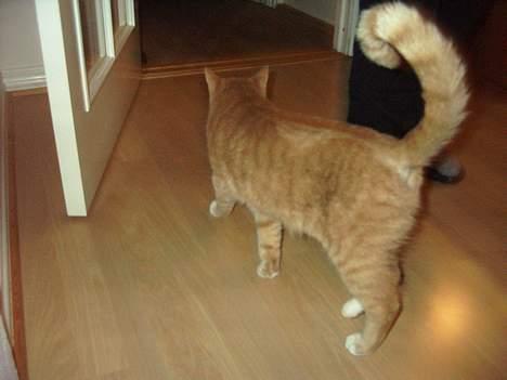 Blanding af racer Gizmo billede 4