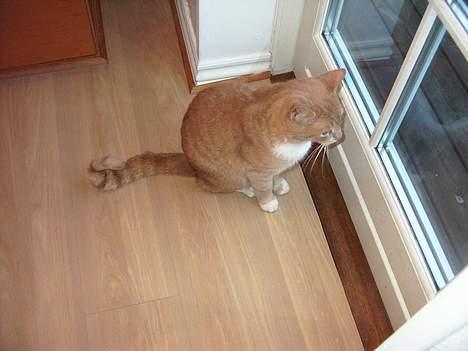 Blanding af racer Gizmo billede 5