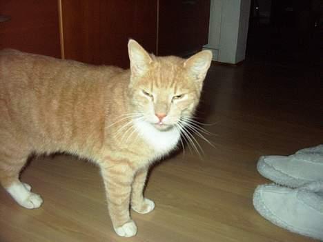 Blanding af racer Gizmo billede 6