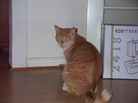 Blanding af racer Gizmo billede 7