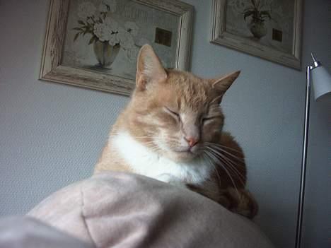 Blanding af racer Gizmo billede 8