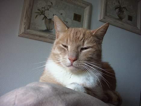 Blanding af racer Gizmo billede 9