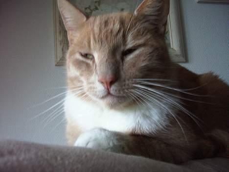 Blanding af racer Gizmo billede 10