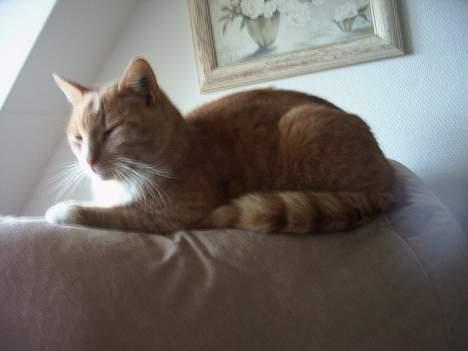 Blanding af racer Gizmo billede 11