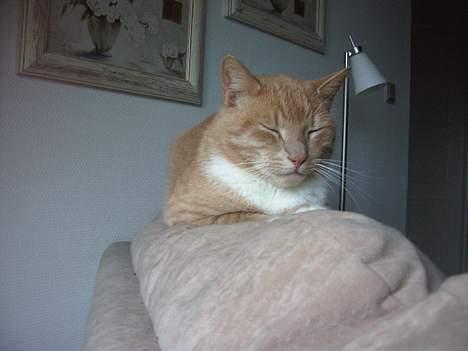 Blanding af racer Gizmo billede 12