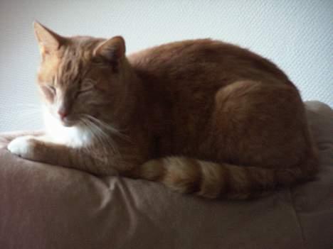 Blanding af racer Gizmo billede 13