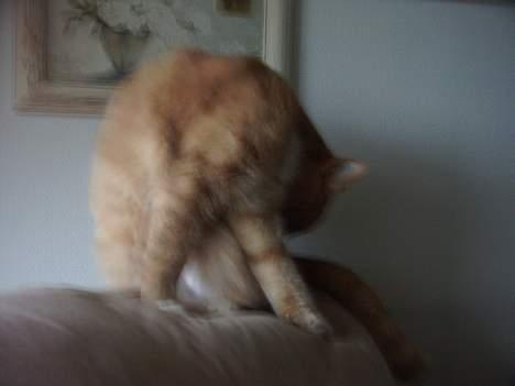 Blanding af racer Gizmo billede 14