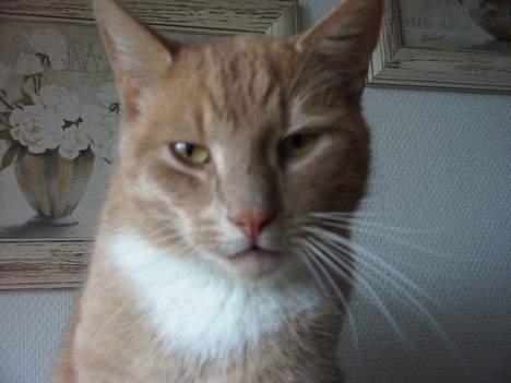 Blanding af racer Gizmo billede 15