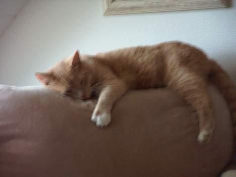 Blanding af racer Gizmo billede 16