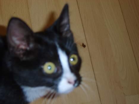 Huskat Gerda *R.I.P* - Her er hun så min lille missekat. billede 1