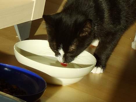 Huskat Gerda *R.I.P* - Hmm, tor hun er tørstig efter alt den legen billede 2