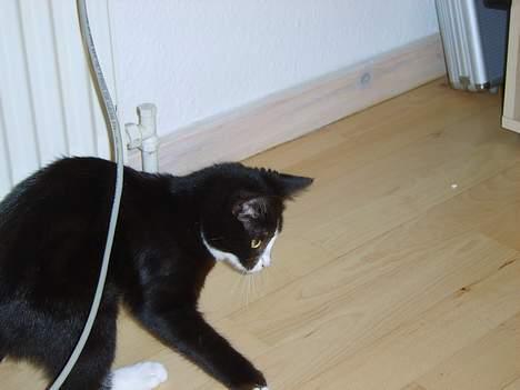 Huskat Gerda *R.I.P* - Jep, så er hun igang med at lege igen... billede 3