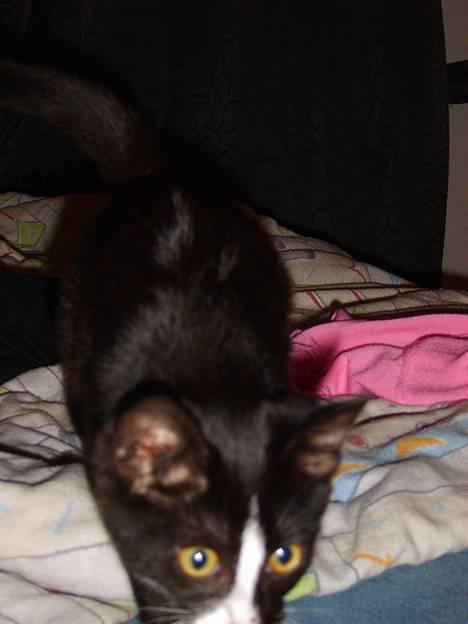 Huskat Gerda *R.I.P* - Gider ikke have taget billede mor.. billede 5