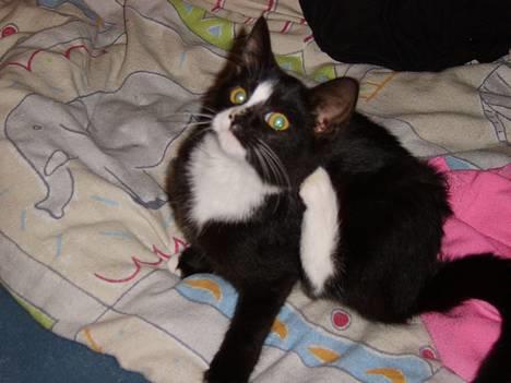 Huskat Gerda *R.I.P* - ARGH, Det klør lige her. billede 6