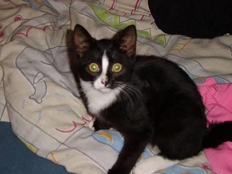 Huskat Gerda *R.I.P* - Hov, hvad lave du mor. billede 7