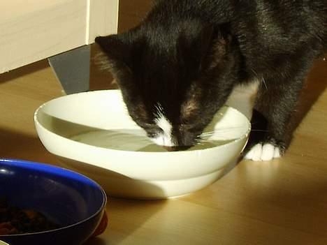 Huskat Gerda *R.I.P* - Tørstig igen igen... billede 8