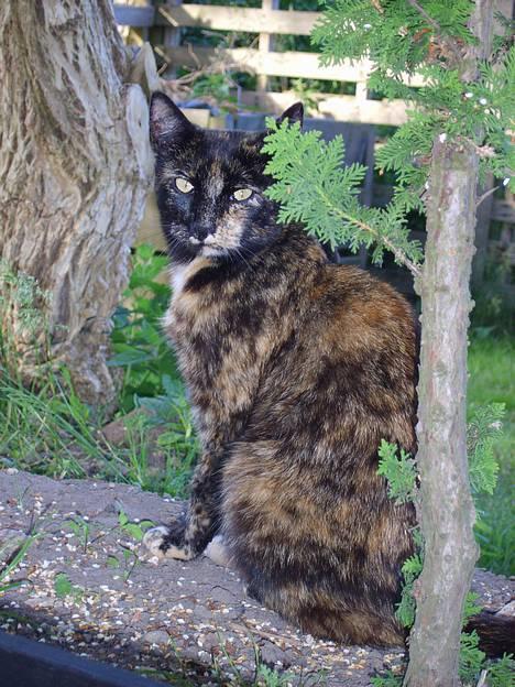 Huskat Gizmo - Her er hun så min lille missekat. billede 1