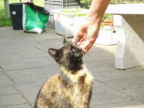 Huskat Gizmo - Bliver lige aet af min plejemor.. billede 2