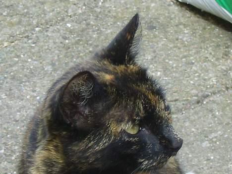 Huskat Gizmo - Hmm, hvad mon der sker der over?? billede 3