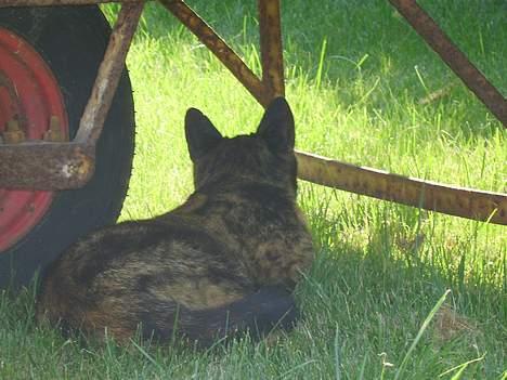 Huskat Gizmo - Ahh, dejligt med noget skygge i den danske sommer c",) billede 4