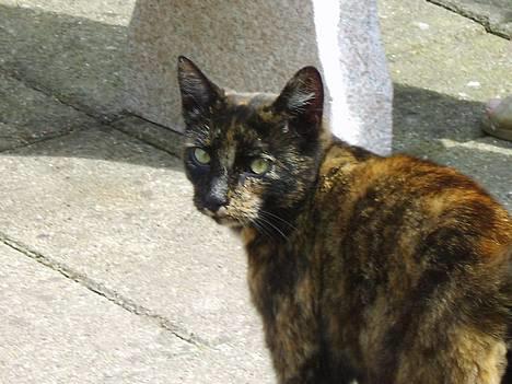 Huskat Gizmo - Nu gider jeg ikke mere, nu går jeg billede 5