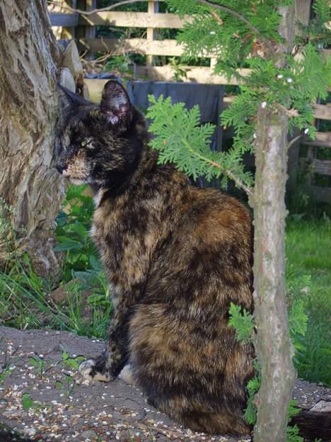 Huskat Gizmo - Høj hvad var det... billede 6