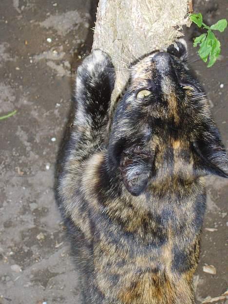 Huskat Gizmo - Dejligt at kræsse på træer c",) billede 7