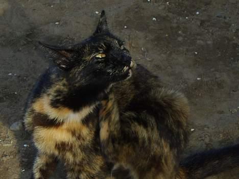 Huskat Gizmo - Wee, det klør bag øret... billede 8