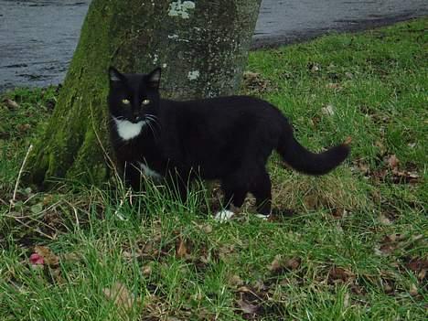 Blanding af racer Chistoffer - Velkommen til Chistoffers profil billede 1