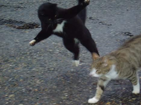 Blanding af racer Chistoffer - Altså Chistoffer jeg tror ikke du kan flyve :D billede 2