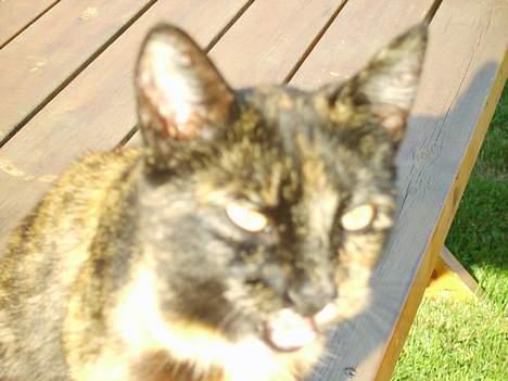 Huskat Gizmo - Øhhh, nu er jeg træt, Miauv... billede 9